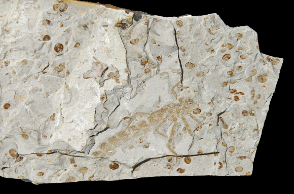 Insecte fossile (Larve d'Insecte odonate, Crétacé, -80 Ma, Chine)